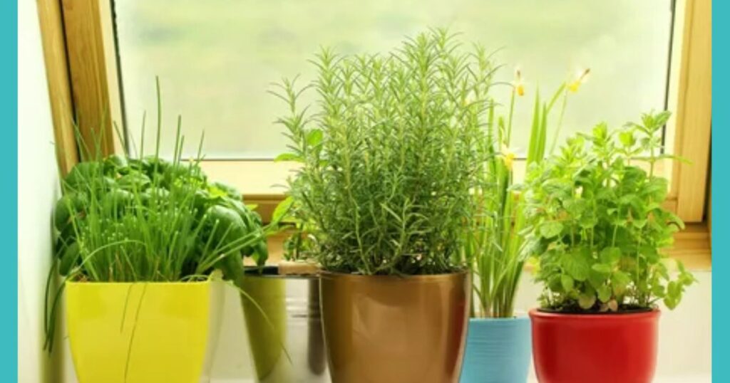 Try Indoor Gardening